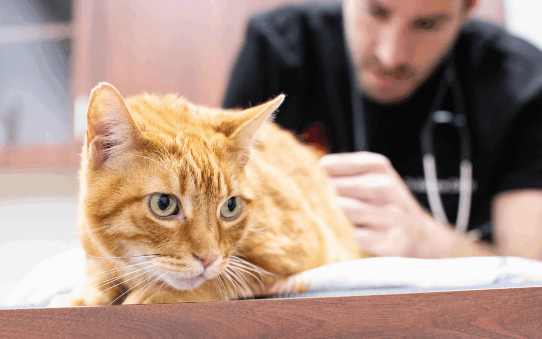 Is Pet Insurance Worth It? (Spoiler: absolutely!)