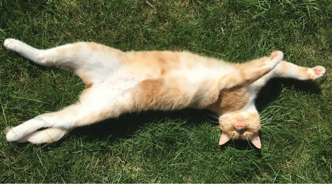 A cat happily stretching in the grass