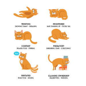 Cat Body Language: Signs of Feline Aggression Towards People