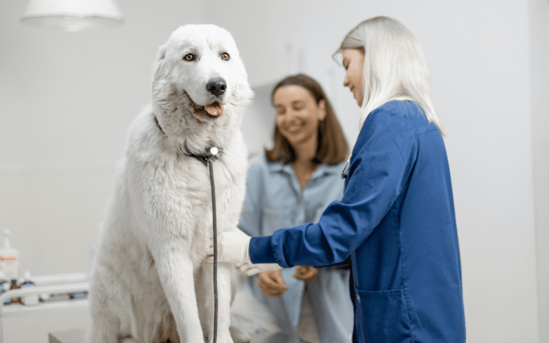 Veterinarian examining a happy dog while client smiles next to them
