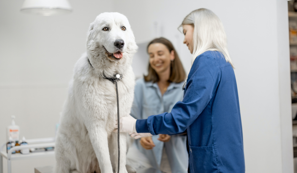 Veterinarian examining a happy dog while client smiles next to them