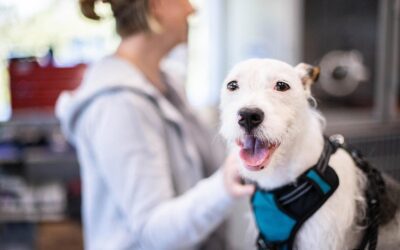 smiling white dog at vet's office