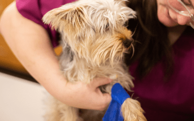 3 Benefits of Using a Veterinary Communication Platform With Pet Owners