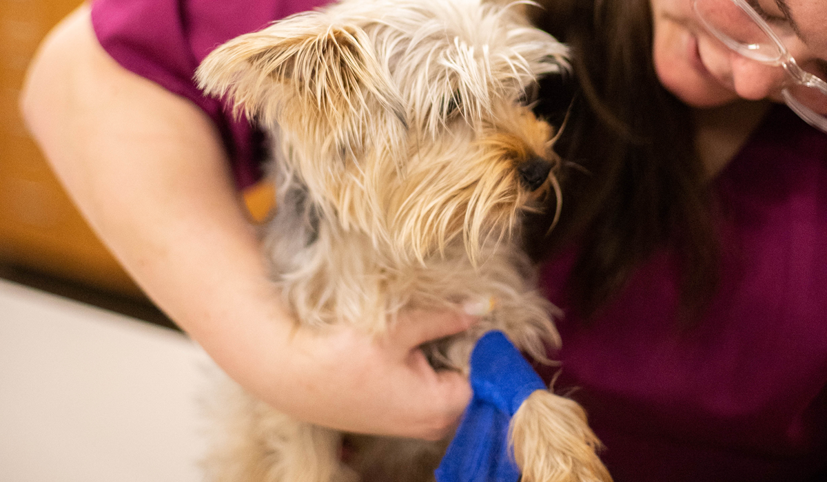 A veterinary technician wrapping a dogs leg with vet wrap