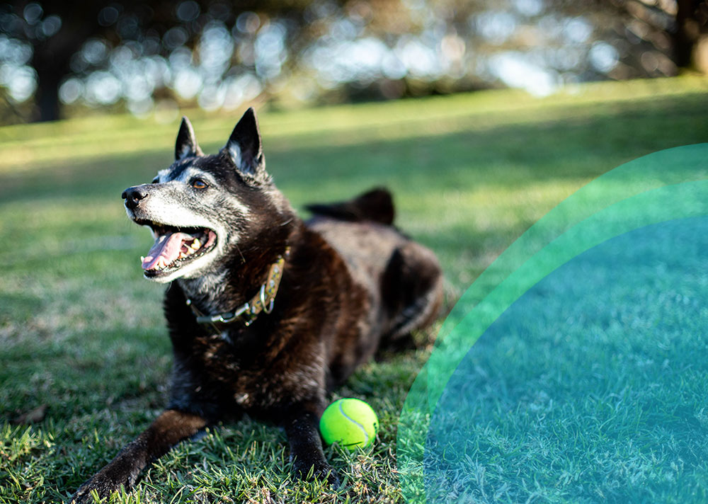happy dog outside with green ball