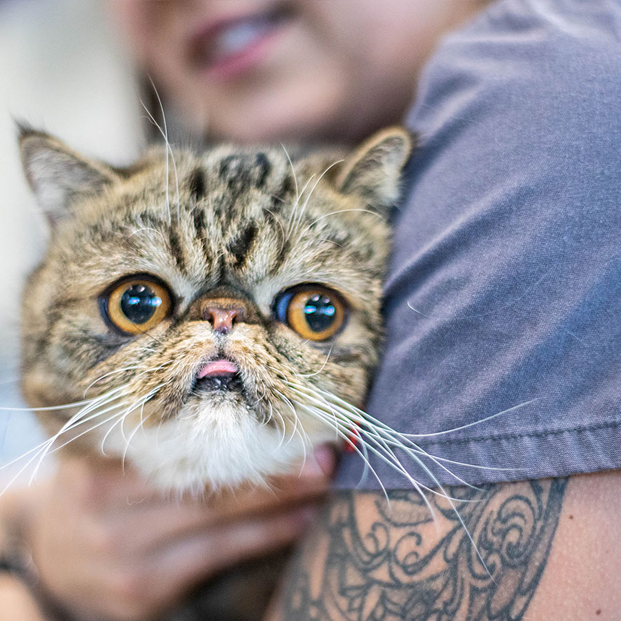 closeup of cat being held at veterinary hospital
