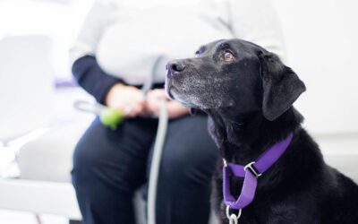 pet parent with dog in waiting area