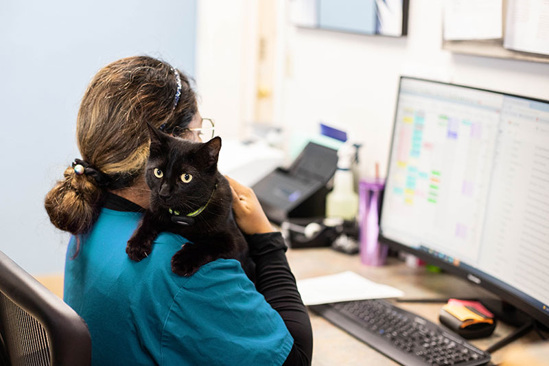 veterinary team member at computer while holding cat