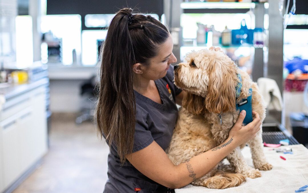 Veterinary Technician holding a dog on the treatment table