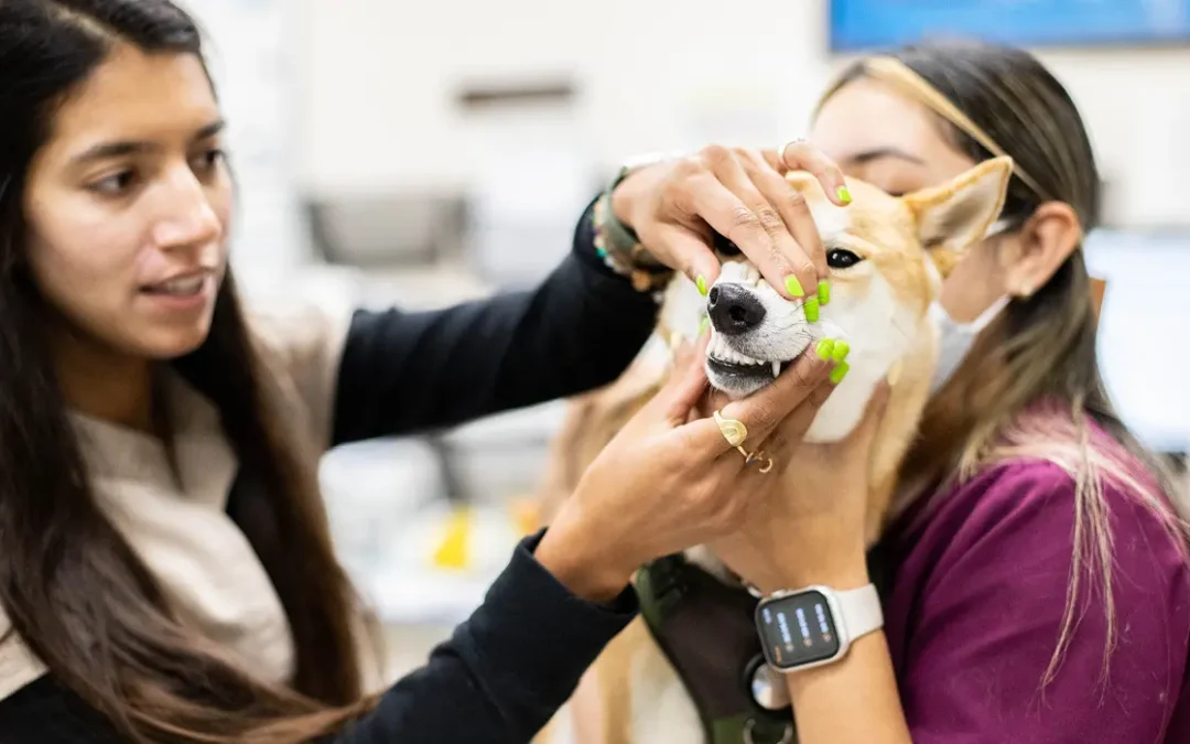 A DVM and vet tech examining a dog's teeth in the treatment area