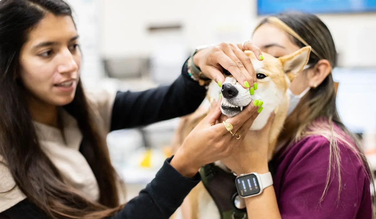 A DVM and vet tech examining a dog's teeth in the treatment area