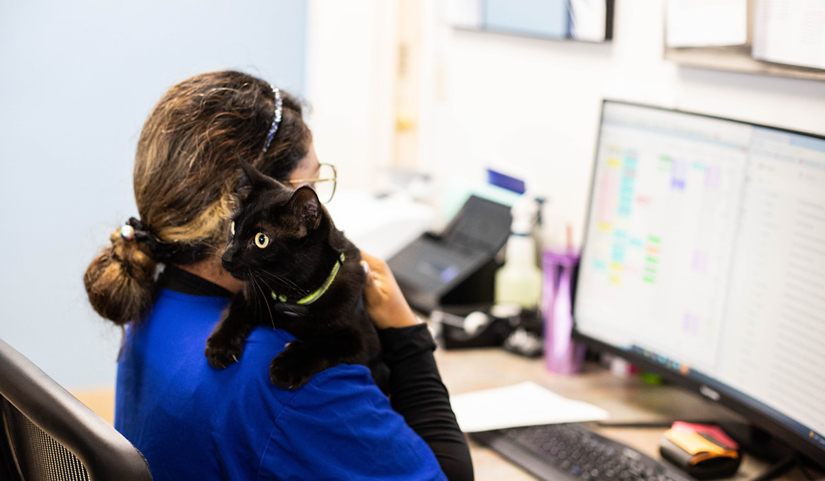 Veterinary CSR working on computer at front desk while holding the clinic cat