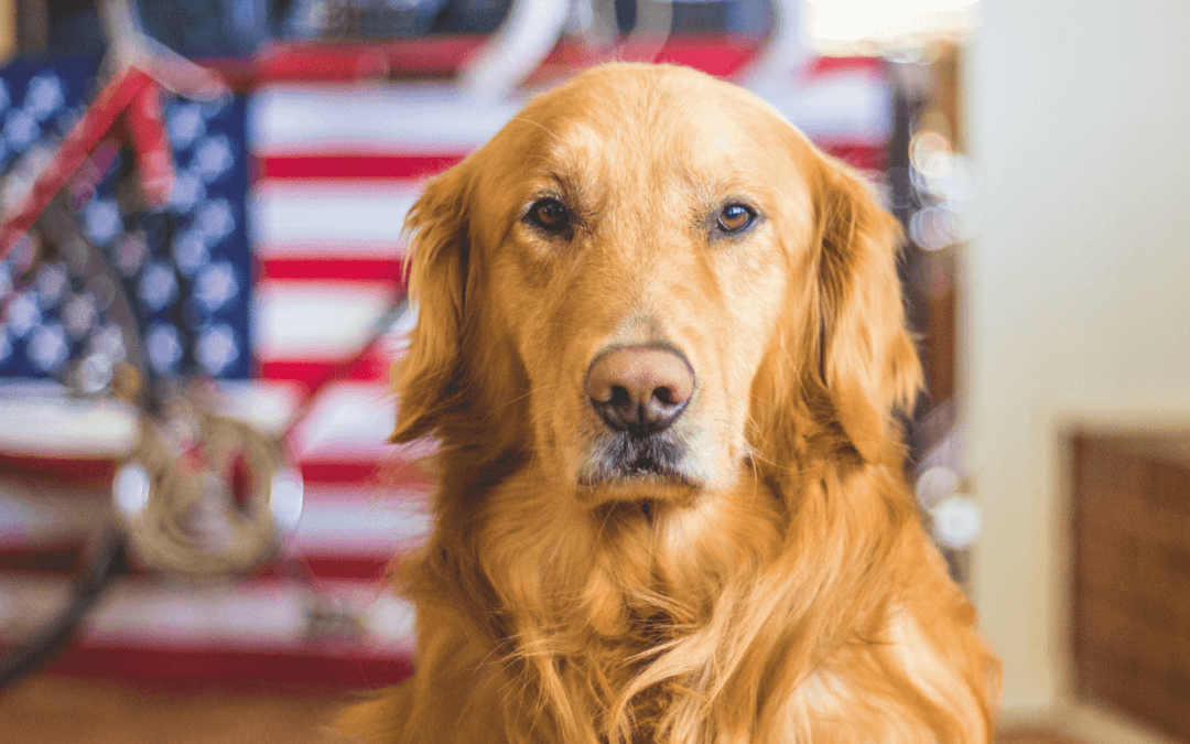 Dog in front of an American Flag