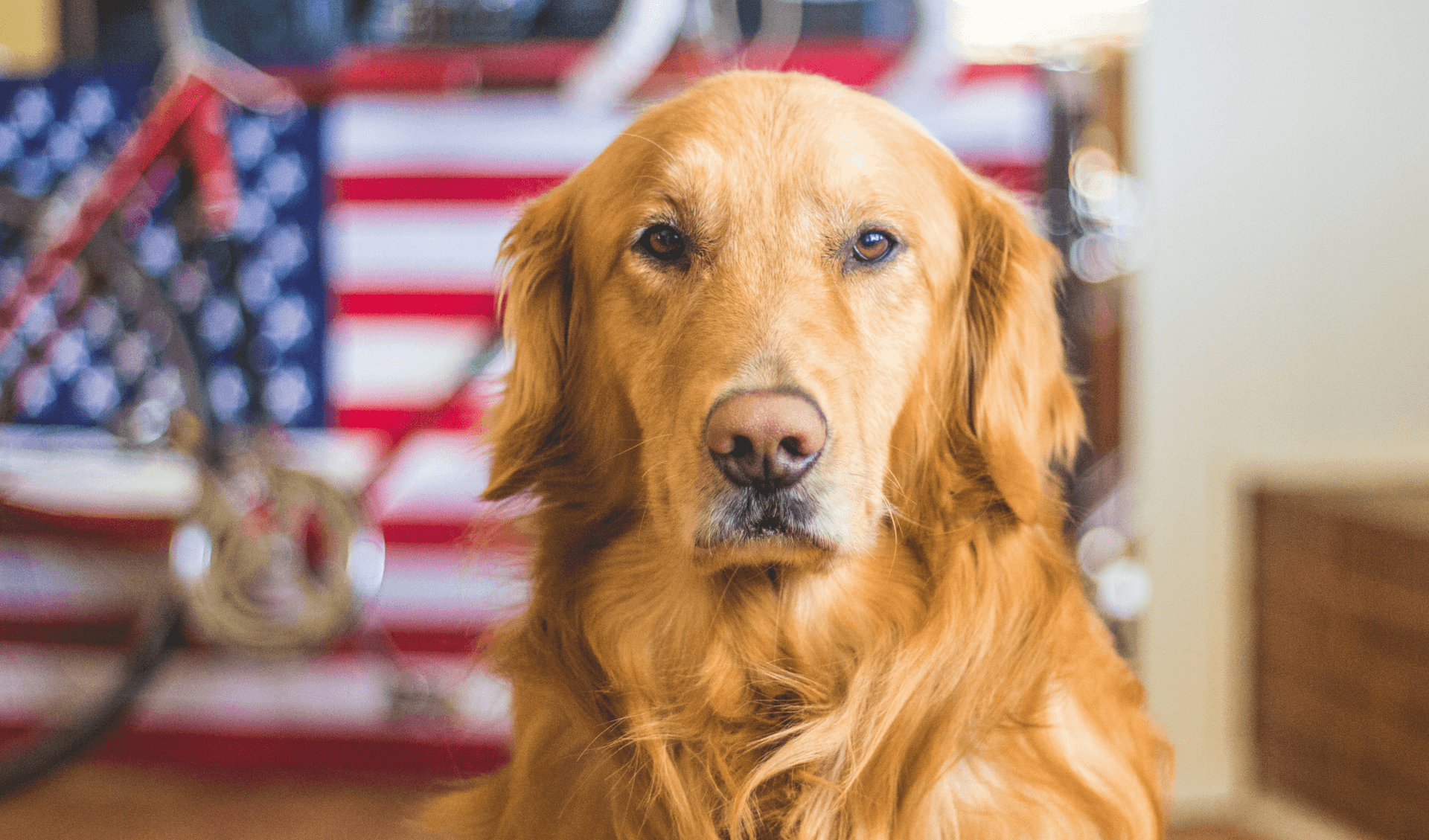 Dog in front of an American Flag
