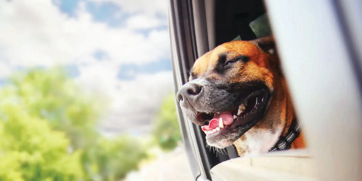 A happy dog riding in the car with his head out the window