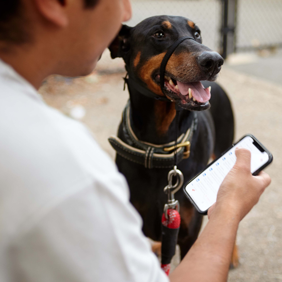 Pet parent utilizing their cell phone with their happy dog next to them
