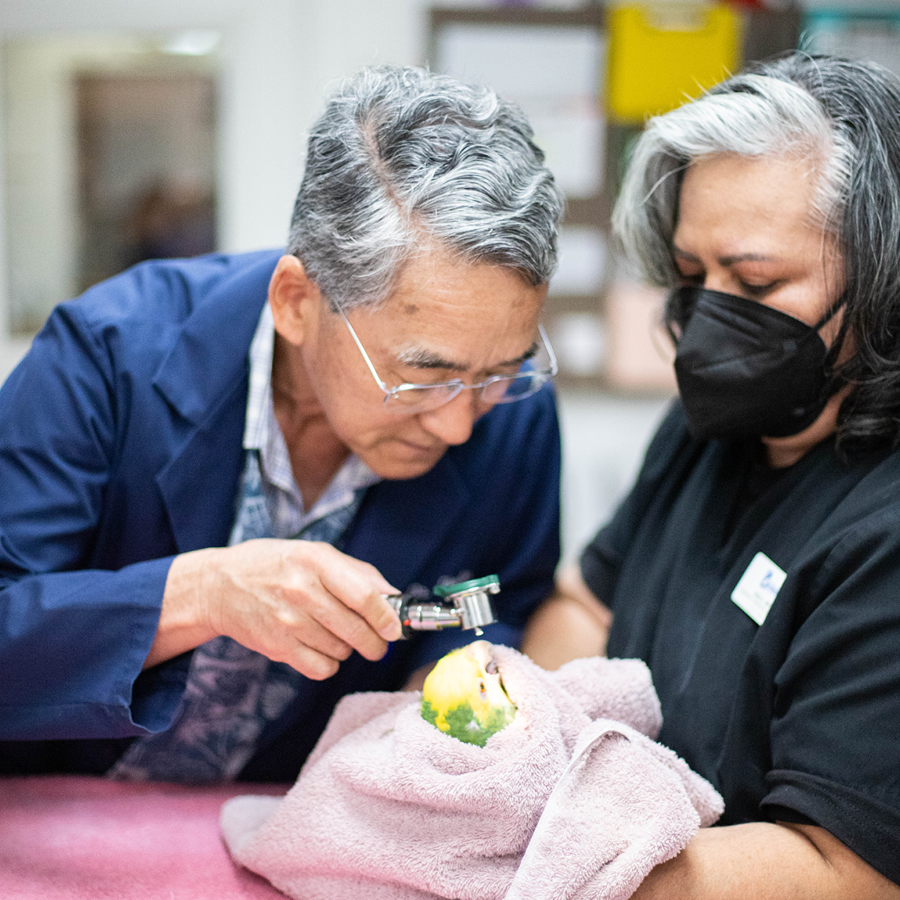 A DVM and Vet Tech examining a bird