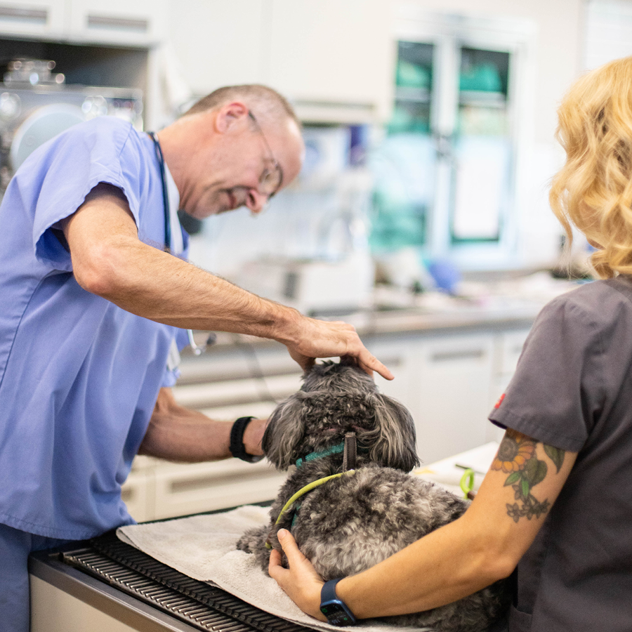 DVM and Vet Tech examining a dog in the treatment area
