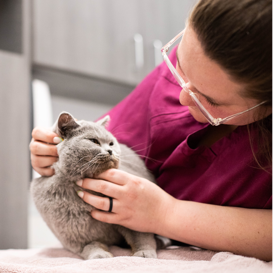 A vet tech examining a cat on a treatment table