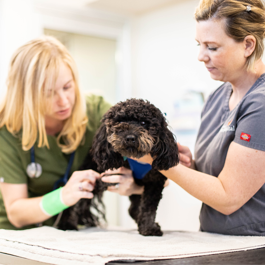A female DVM and female Vet Tech examining a dogs paw