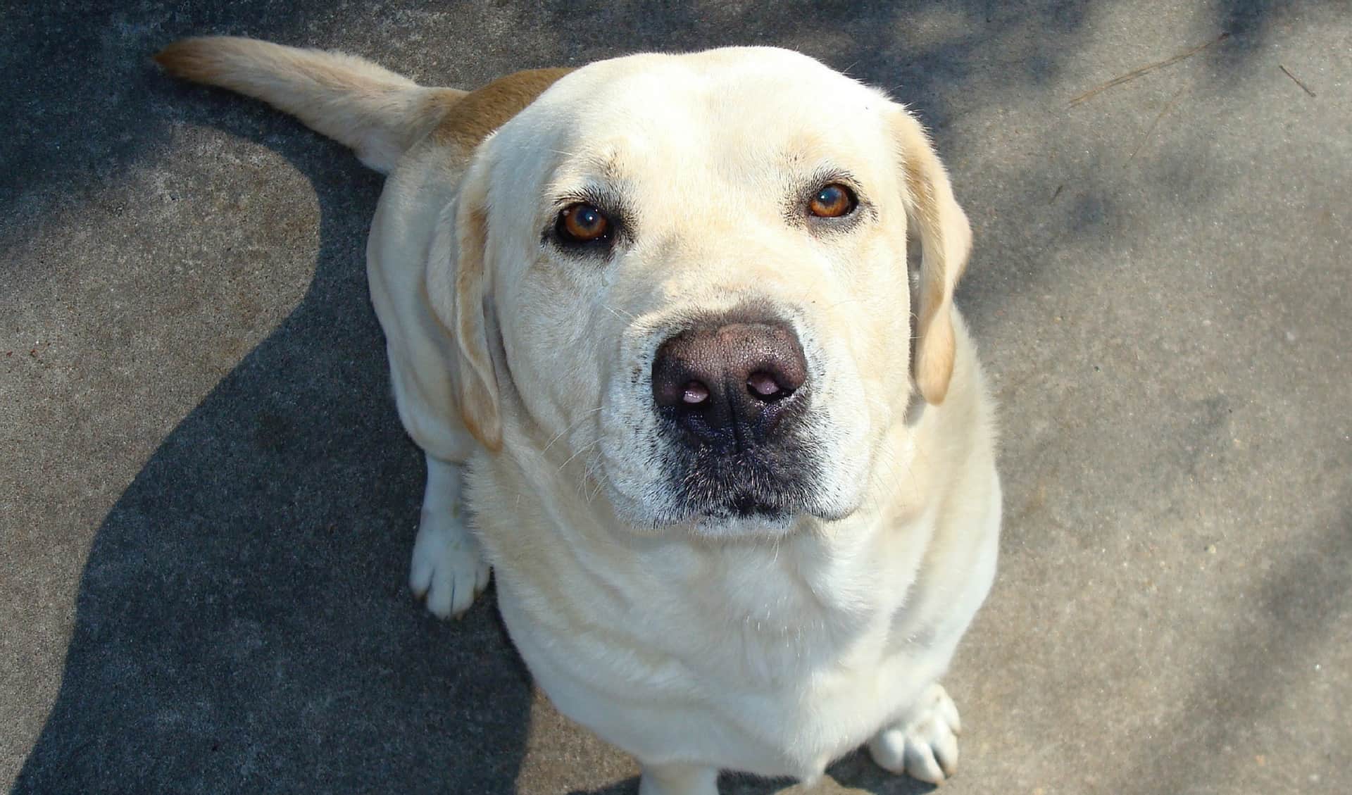 A yellow lab looking up at the camera