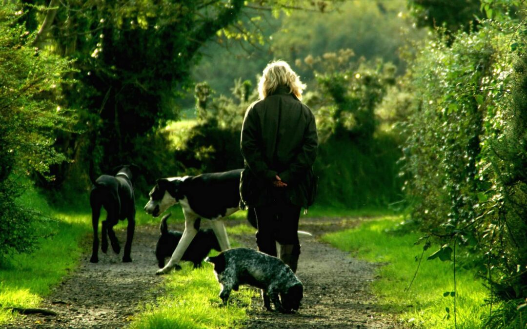 Woman peacefully walking with four dogs in the woods