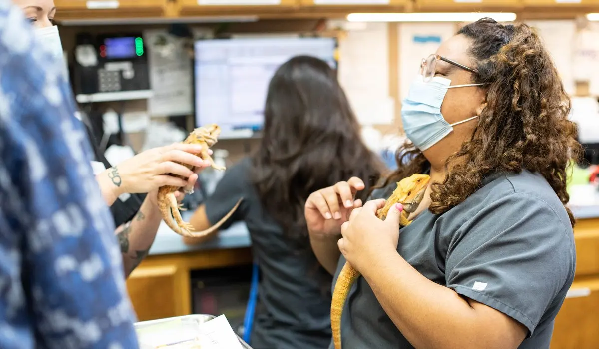 A happy veterinary technician chatting with coworkers while holding a reptile
