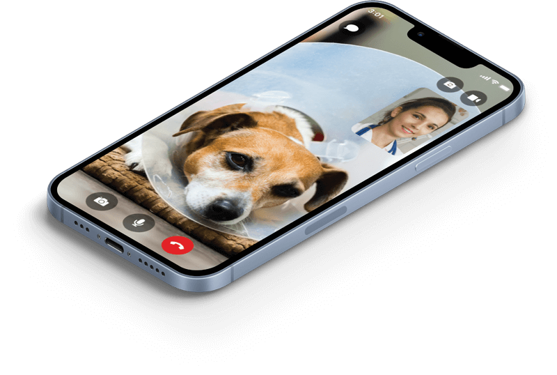 PetDesk app video chat view on phone screen