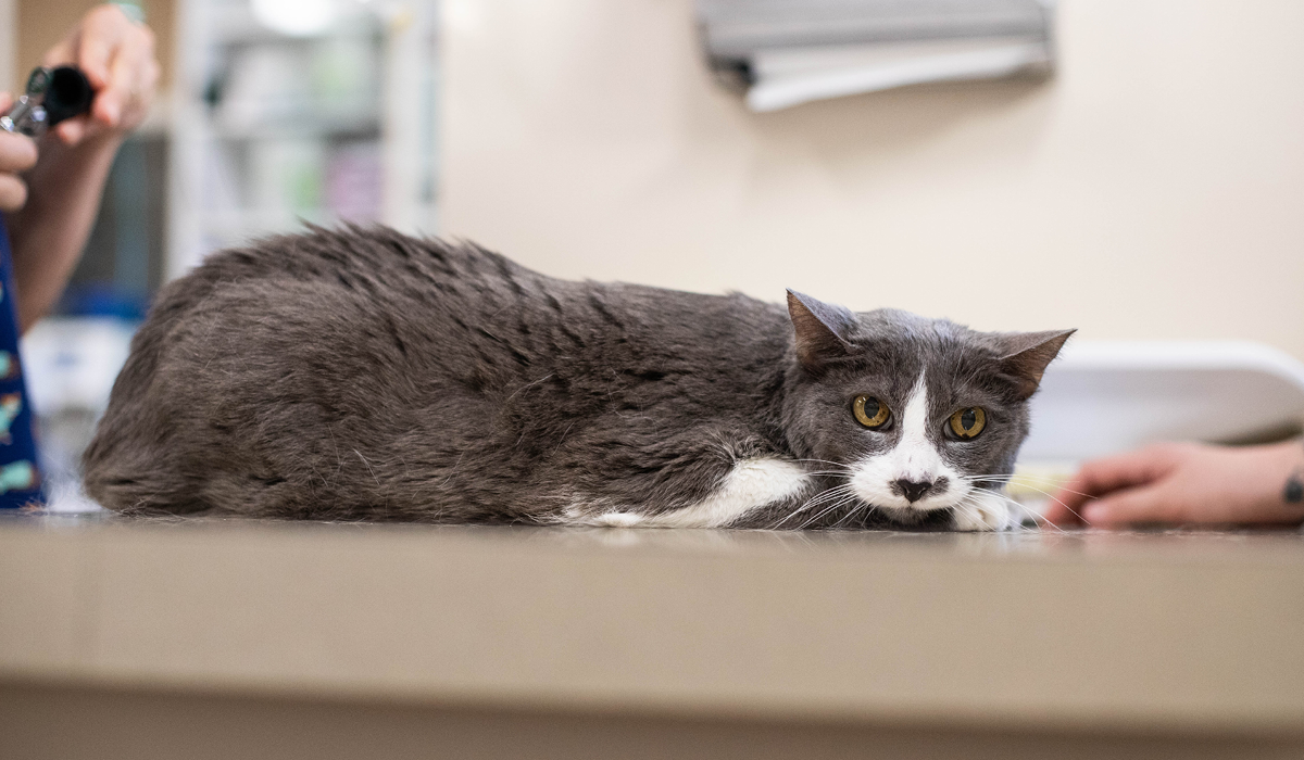 A senior cat calmly laying on the treatment table