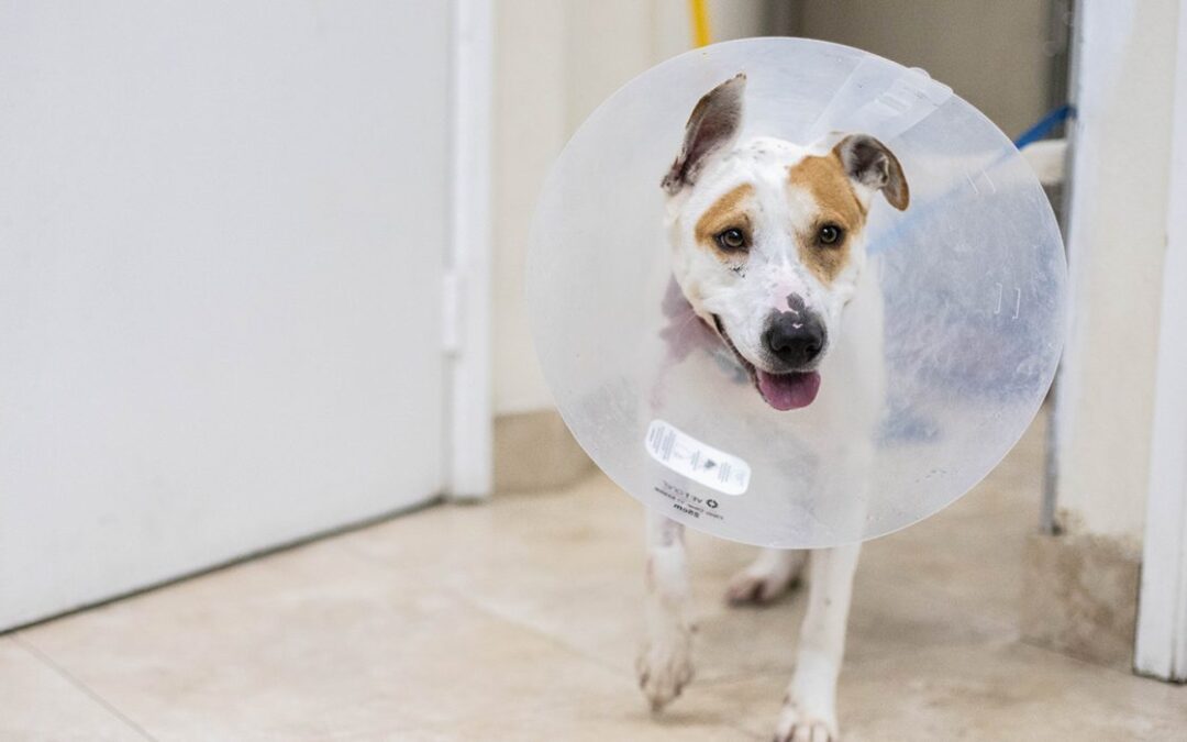A dog wearing a cone in the treatment area