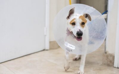 5 Ways to Help Your Clients Avoid Summer Pet Emergencies