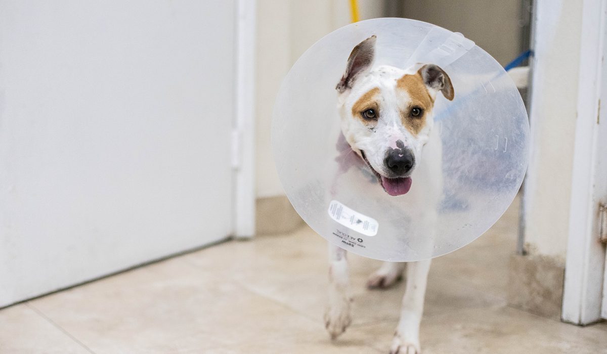 A dog wearing a cone in the treatment area