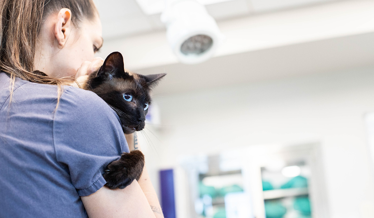A vet tech holding a cat in the treatment area