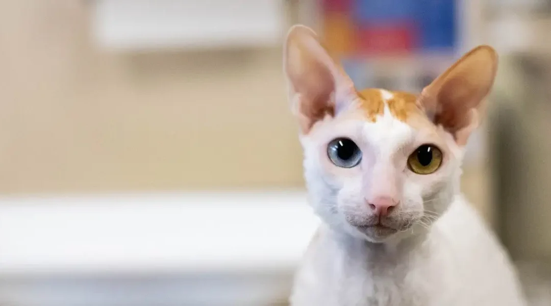 A cat with two different color eyes