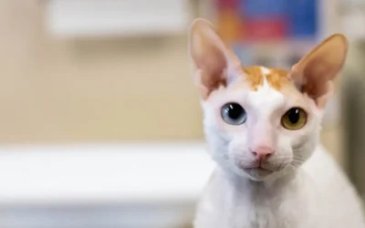 8 Common Cat Health Issues