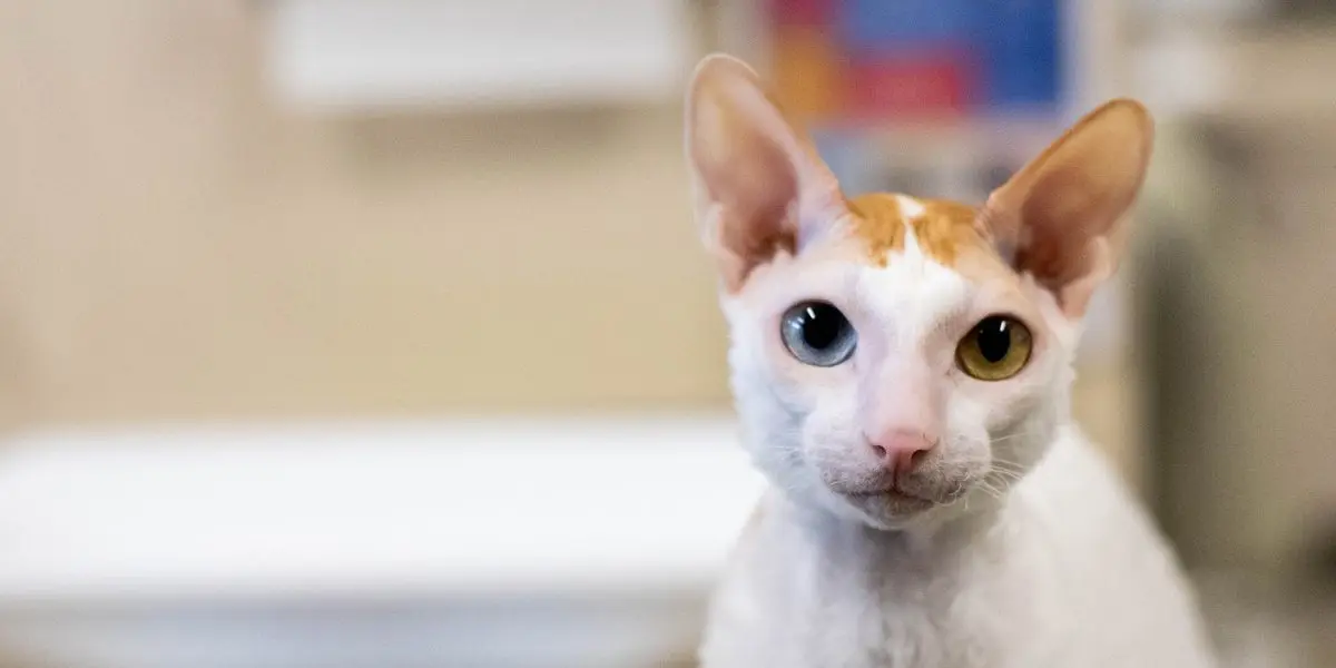 A cat with two different color eyes