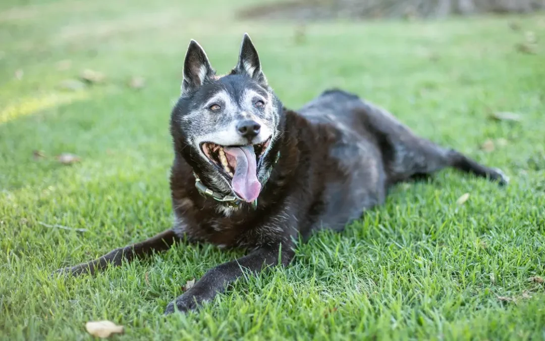 A happy senior dog in the grass