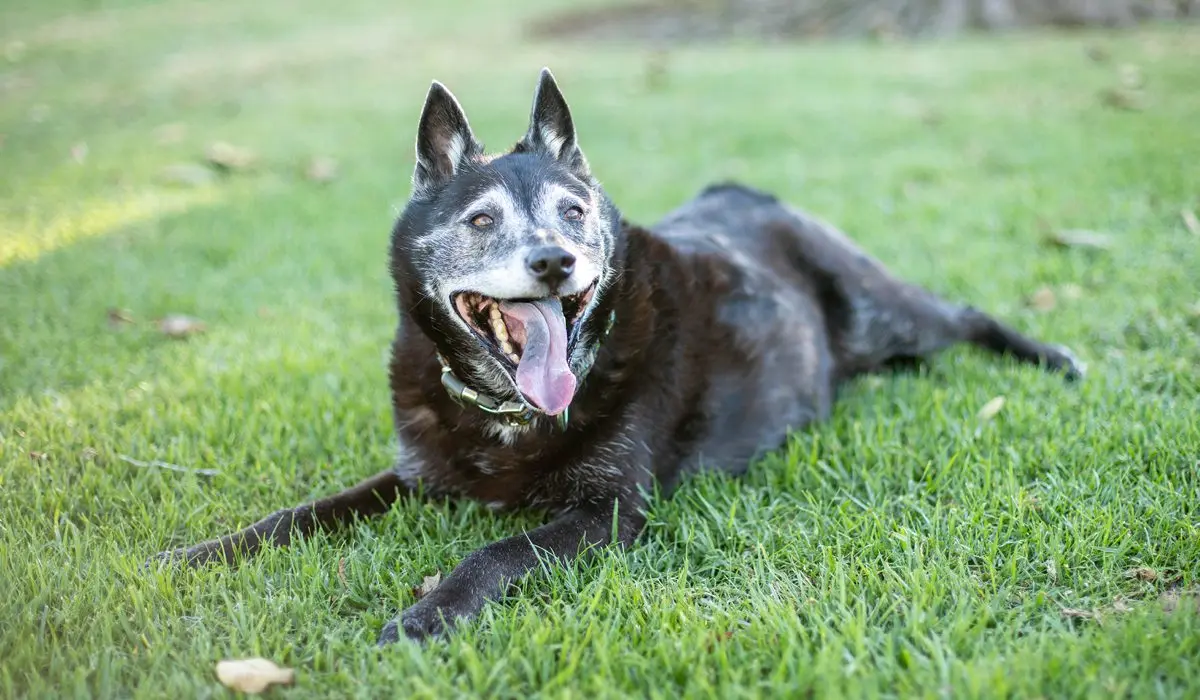 A happy senior dog in the grass