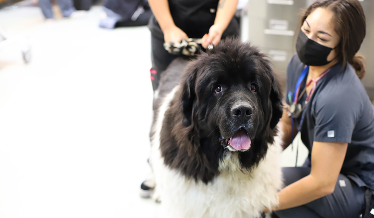 A vet tech examining a large, happy dog