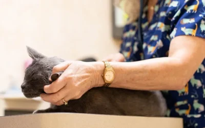 5 FIV Cat Health Myths, Busted