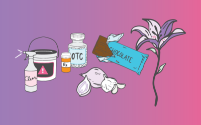10 Common Household Items That Are Toxic to Pets