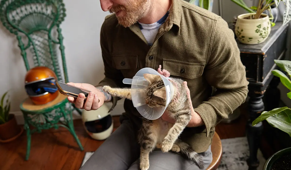 A pet parent using their phone while holding their kitten who is wearing a cone