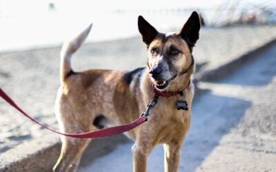 7 Ways to Protect Your Pets Against Fleas and Ticks