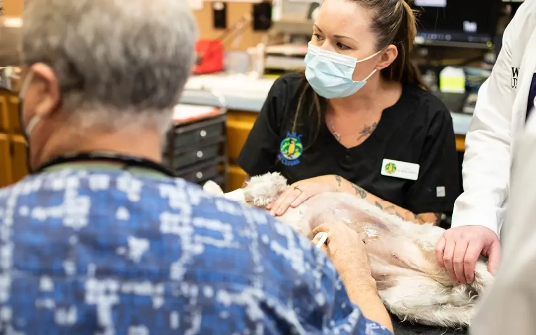 A veterinarian and veterinary technician performing an ultrasound on a dog