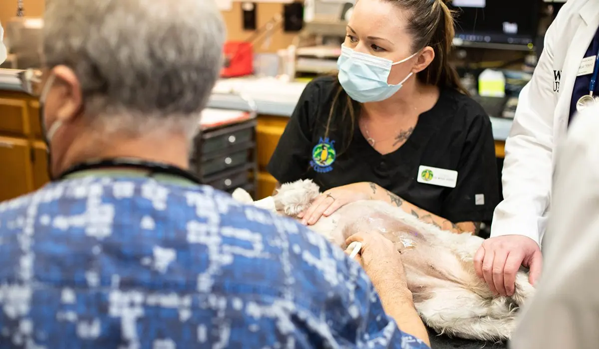 A veterinarian and veterinary technician performing an ultrasound on a dog