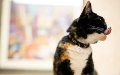 What to Do for Strays in the Winter/Cold Months