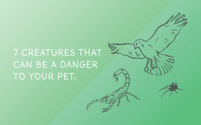 7 Creatures That Are Dangerous to Pets