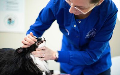 Common Dental Health Issues in Pets
