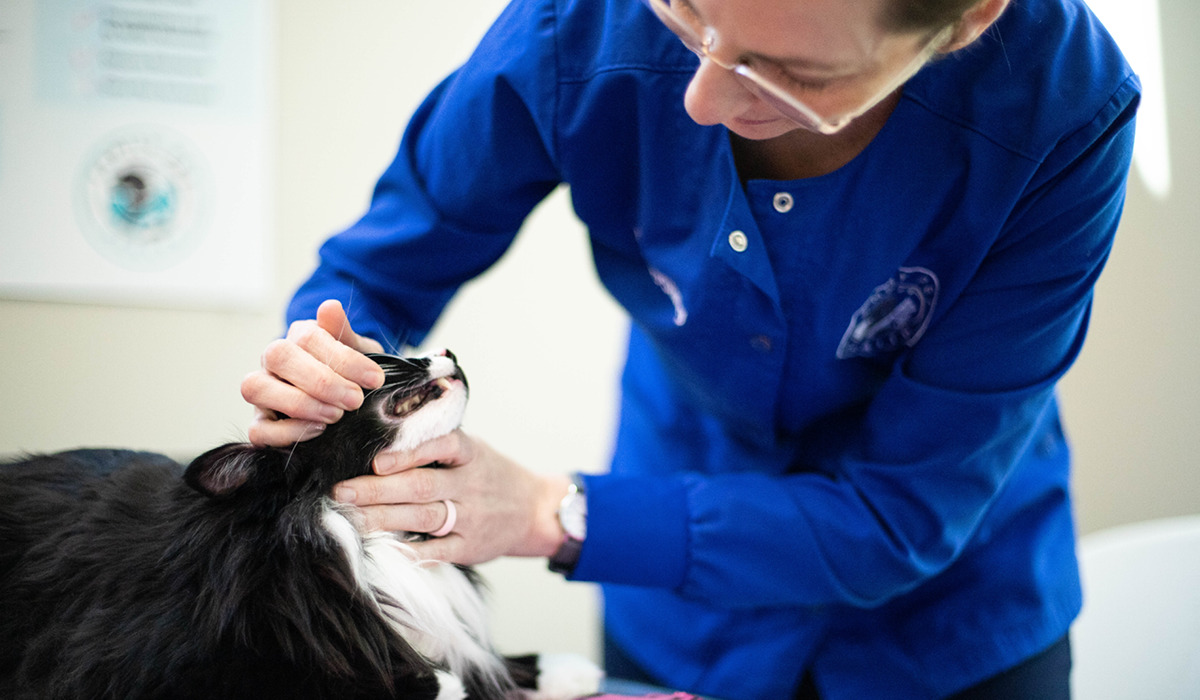 A female veterinarian examining a cat's teeth