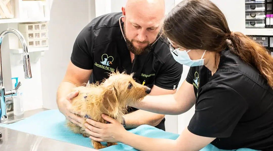 A Veterinarian and Vet Tech examining a dog